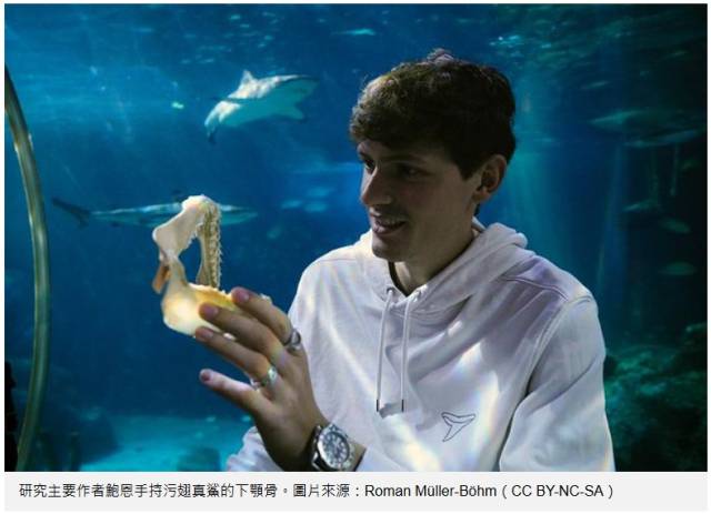 海水酸化不只害珊瑚！ 鯊魚的牙口也變差